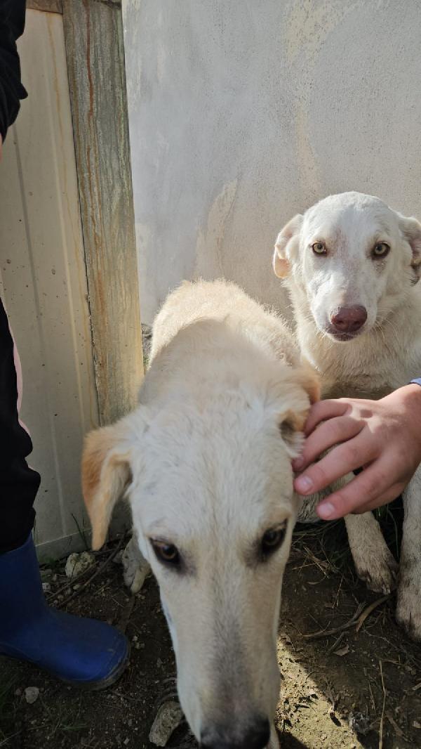 Chiara: 1 anno, socievole ed equilibrata Foto 6