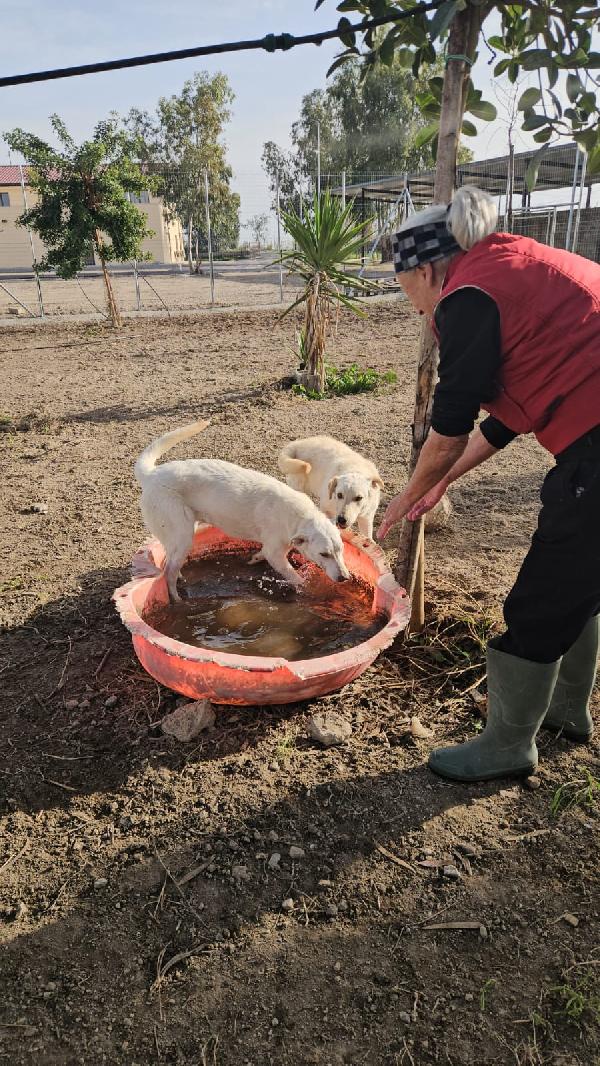 Chiara: 1 anno, socievole ed equilibrata Foto 7