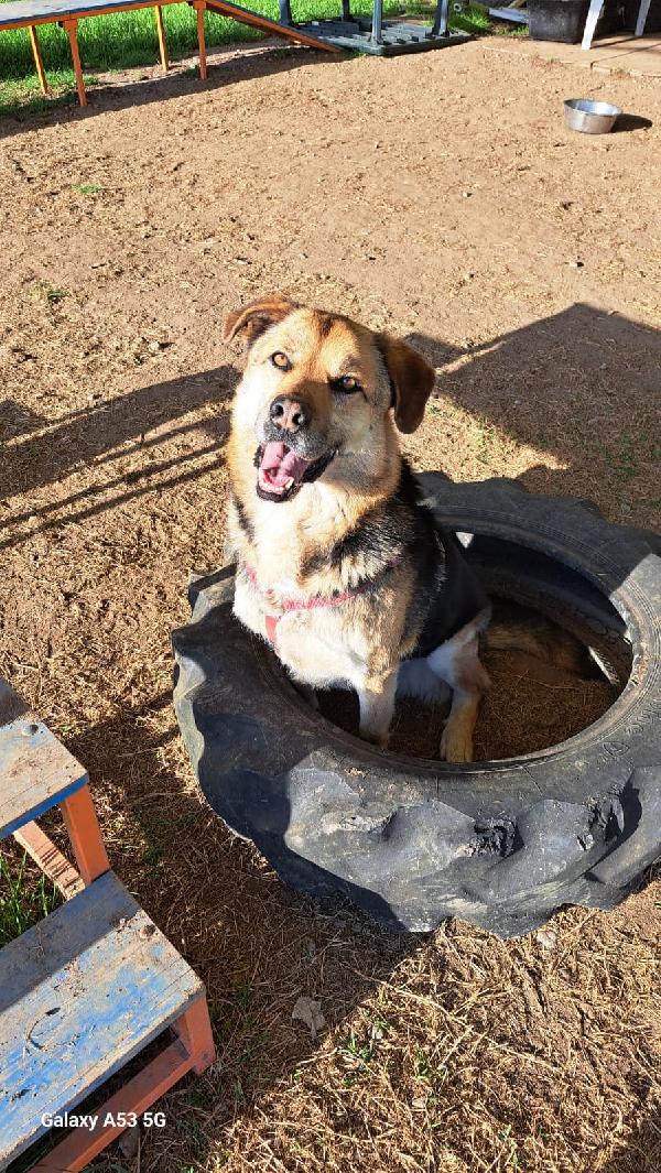 Eros Mix Pastore 4Anni Salvato 3Anni Fa A Catena