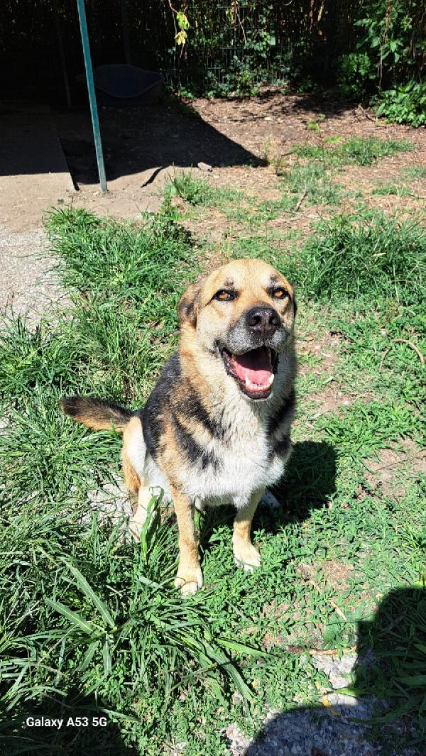 Eros mix Pastore 4anni salvato 3anni fa a catena Foto 2