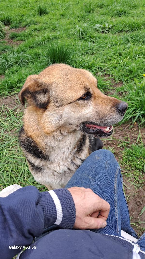 Eros mix Pastore 4anni salvato 3anni fa a catena Foto 3