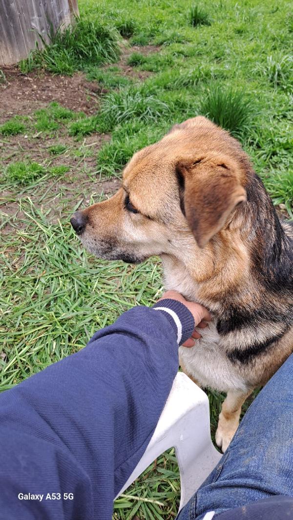 Eros mix Pastore 4anni salvato 3anni fa a catena Foto 4