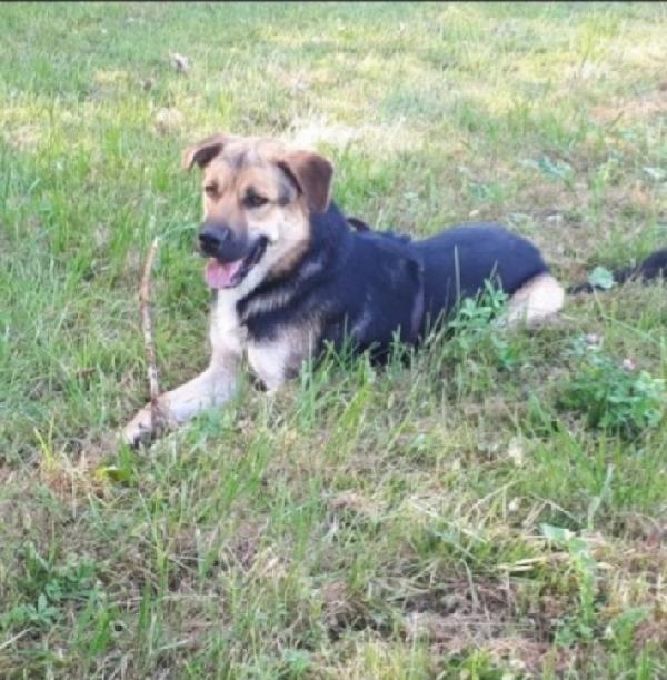 Eros mix Pastore 4anni salvato 3anni fa a catena Foto 5