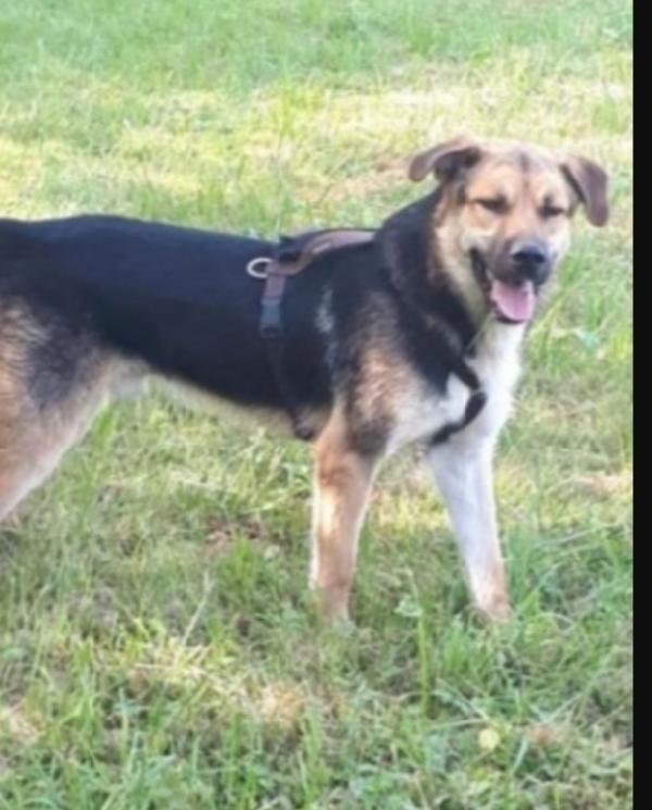 Eros mix Pastore 4anni salvato 3anni fa a catena Foto 6