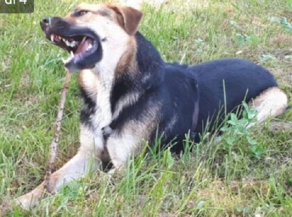 Eros mix Pastore 4anni salvato 3anni fa a catena Foto 7