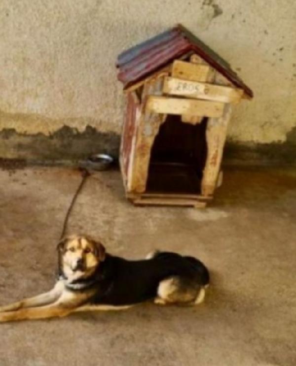Eros mix Pastore 4anni salvato 3anni fa a catena Foto 8
