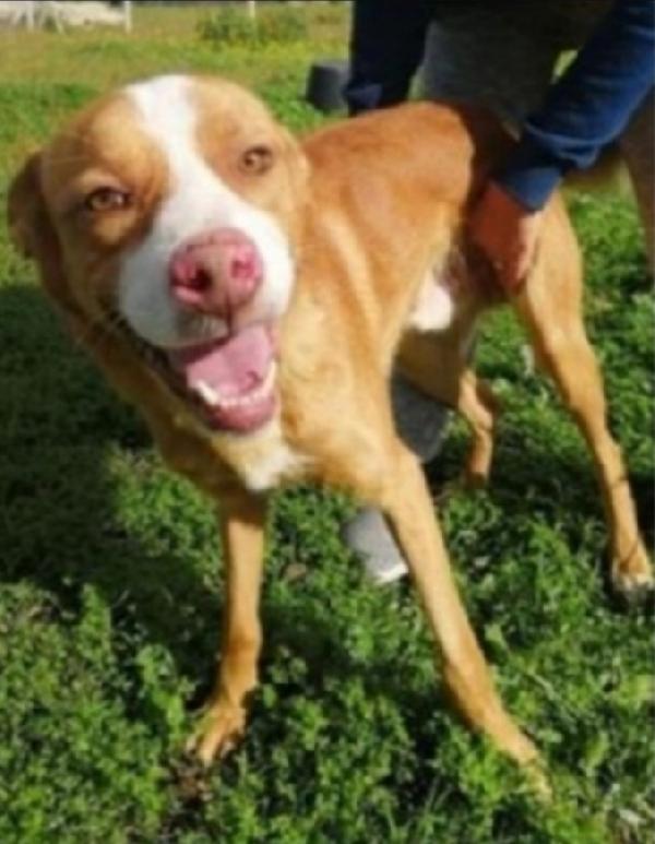 Dennis 6Anni Entrato Cucciolo In 1Lager.sud