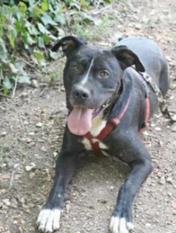 Dyami Pitbull Adulto Mollato Legato Ad 1Pianta