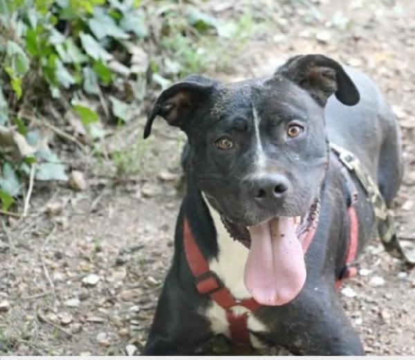 Dyami Pitbull adulto mollato legato ad 1pianta Foto 3