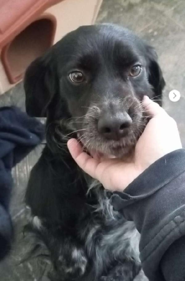 Pink Breton 3Anni Salvato 18Mesi Fa Puglia