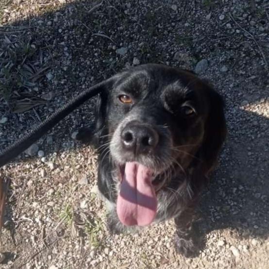 Pink Breton 3anni salvato 18mesi fa PUGLIA Foto 2