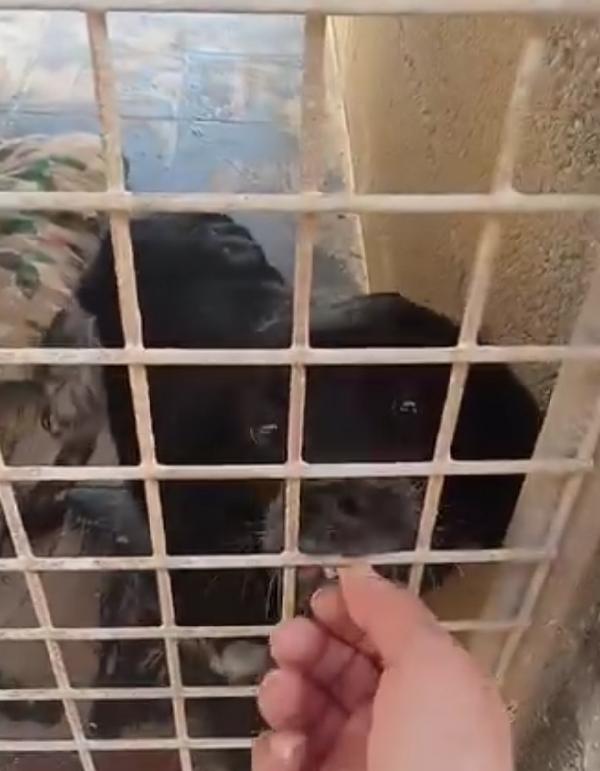 Pink Breton 3anni salvato 18mesi fa PUGLIA Foto 3