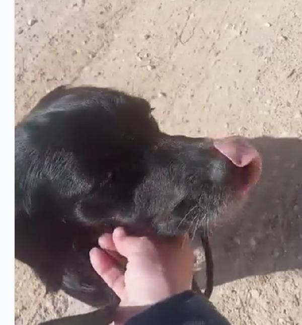 Pink Breton 3anni salvato 18mesi fa PUGLIA Foto 4