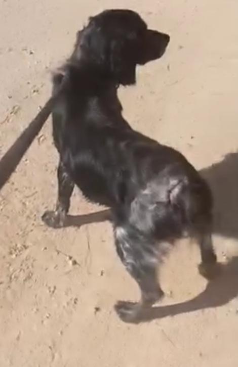 Pink Breton 3anni salvato 18mesi fa PUGLIA Foto 5