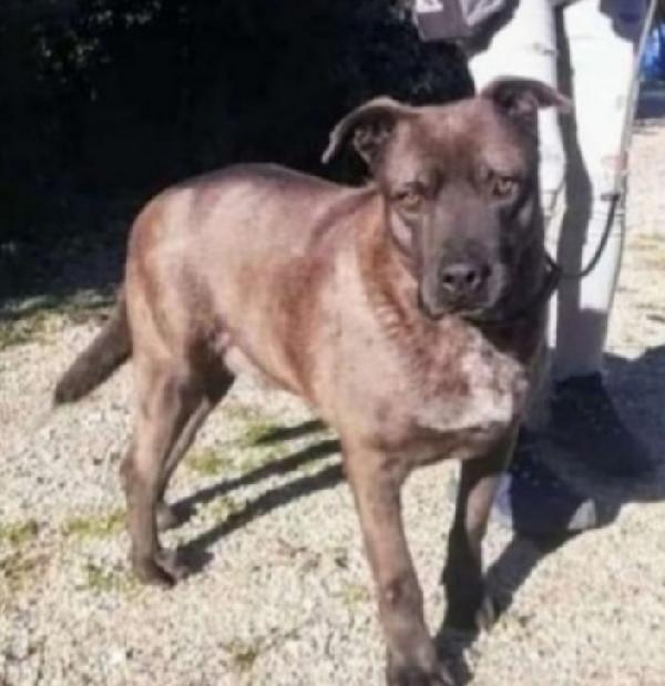 Ruben 5Anni E 1/2 Manto Marrone Troverà Mai Casa?