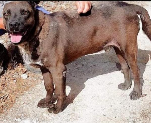 Ruben 5anni e 1/2 manto marrone troverà mai casa? Foto 2