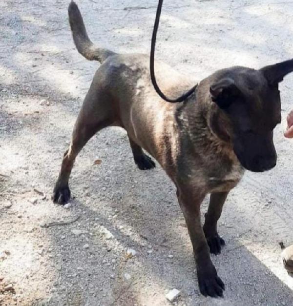 Ruben 5anni e 1/2 manto marrone troverà mai casa? Foto 3