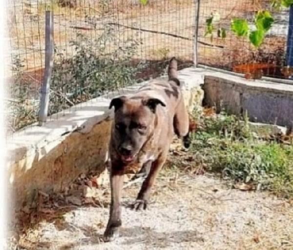 Ruben 5anni e 1/2 manto marrone troverà mai casa? Foto 4