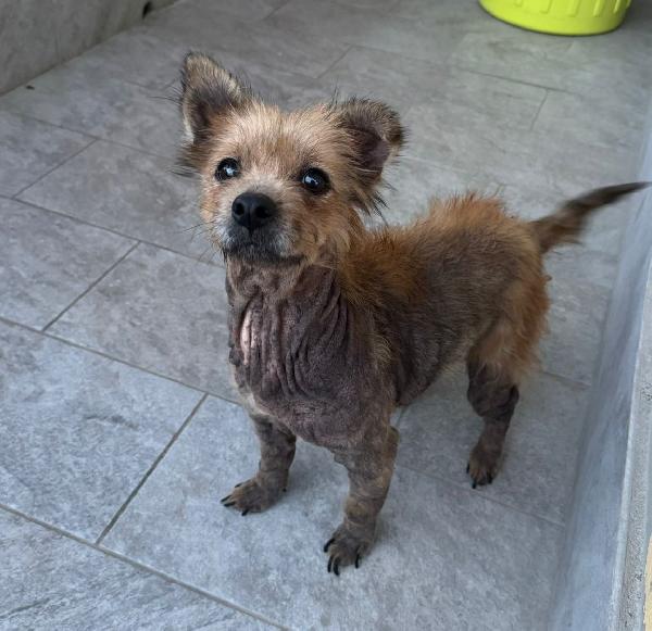 Allegra - Cagnolina Di 5 Anni - Taglia Mini