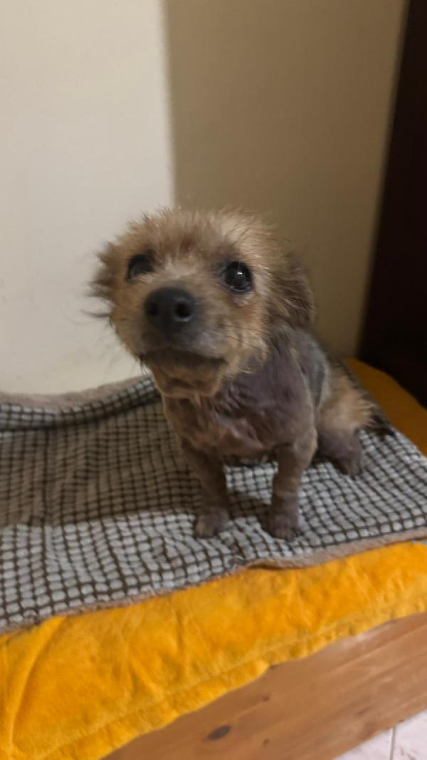 ALLEGRA - cagnolina di 5 anni - taglia mini Foto 2