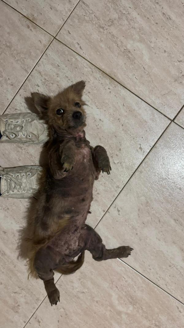 ALLEGRA - cagnolina di 5 anni - taglia mini Foto 3