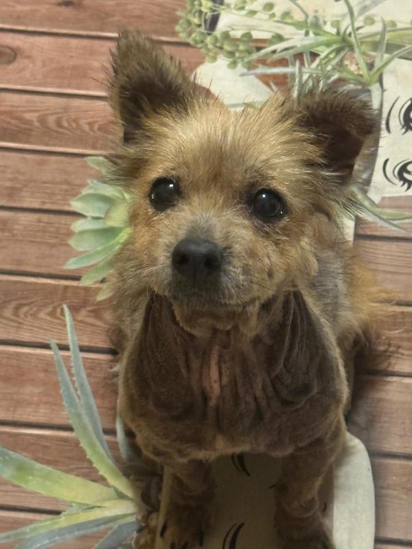 ALLEGRA - cagnolina di 5 anni - taglia mini Foto 4