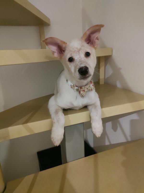 Pig Meravigliosa Dolce Cucciola Cerca Famiglia 