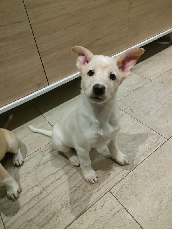 Pig meravigliosa dolce cucciola cerca famiglia  Foto 2