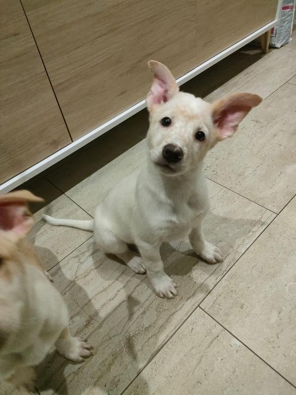 Pig meravigliosa dolce cucciola cerca famiglia  Foto 3