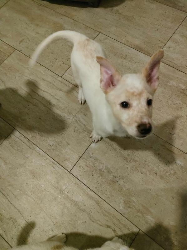 Pig meravigliosa dolce cucciola cerca famiglia  Foto 4