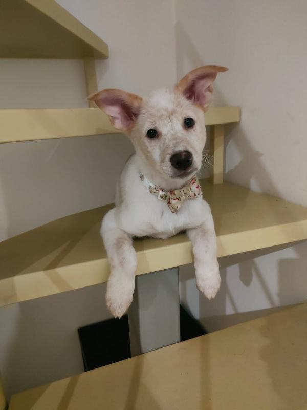 Pig meravigliosa dolce cucciola cerca famiglia  Foto 5