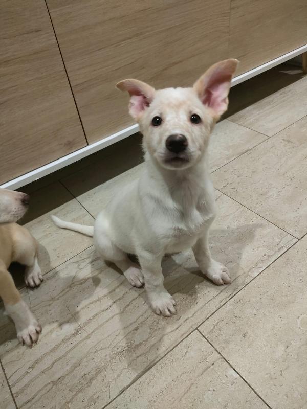 Pig meravigliosa dolce cucciola cerca famiglia  Foto 6