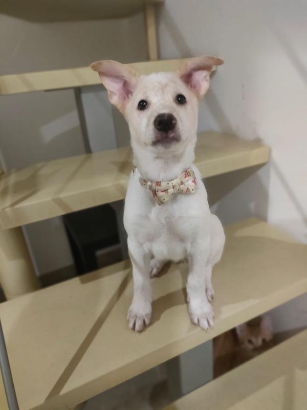 Pig meravigliosa dolce cucciola cerca famiglia  Foto 7