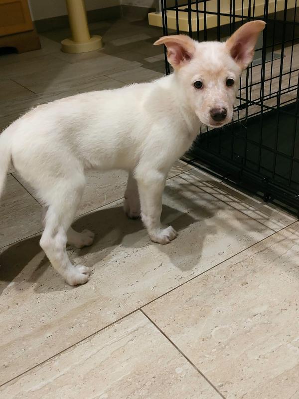 Pig meravigliosa dolce cucciola cerca famiglia  Foto 8