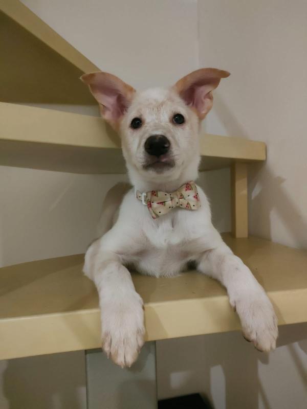 Pig meravigliosa dolce cucciola cerca famiglia  Foto 9