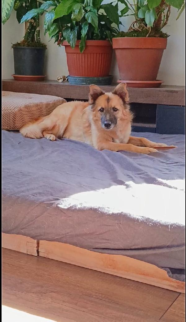 Brando splendido giovane simil volpino cerca famiglia  Foto 2