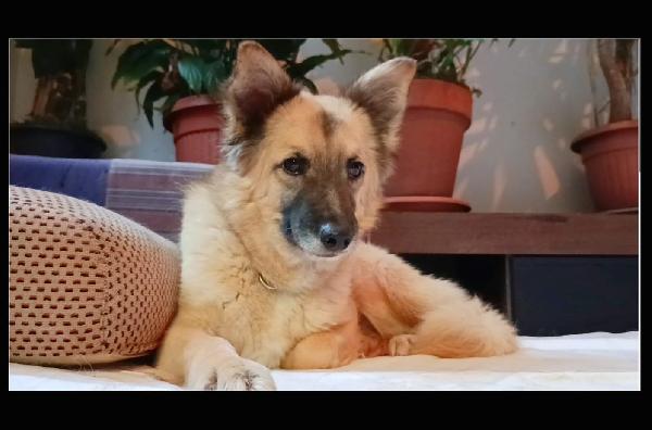 Brando Splendido Giovane Simil Volpino Cerca Famiglia 