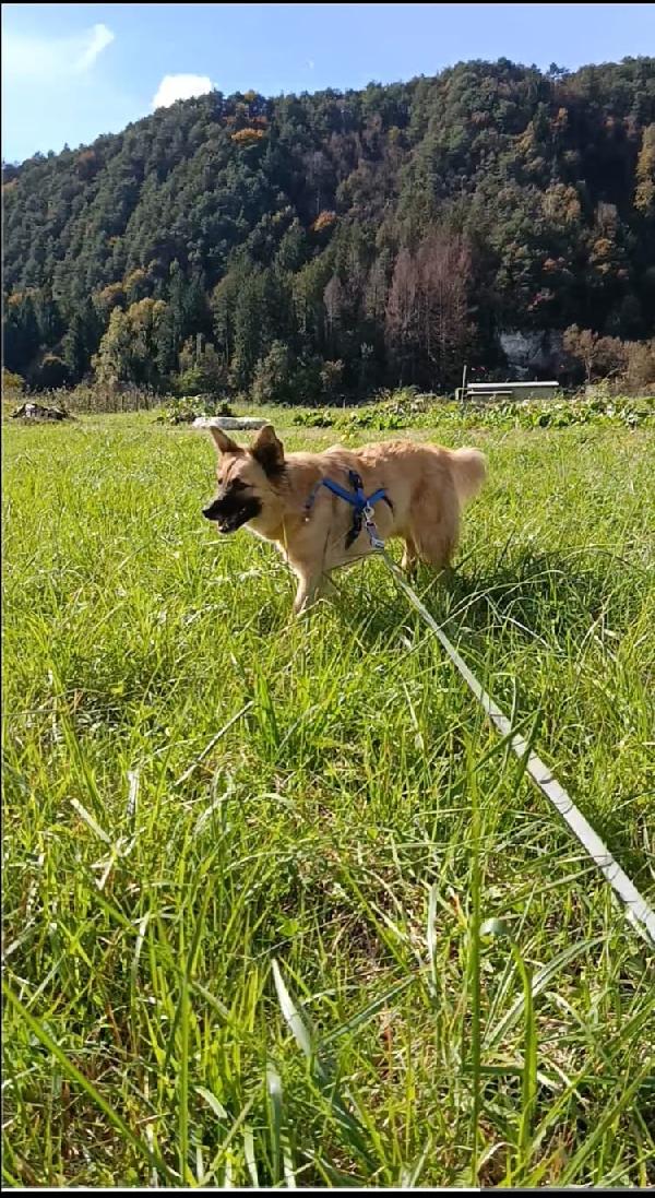 Brando splendido giovane simil volpino cerca famiglia  Foto 3