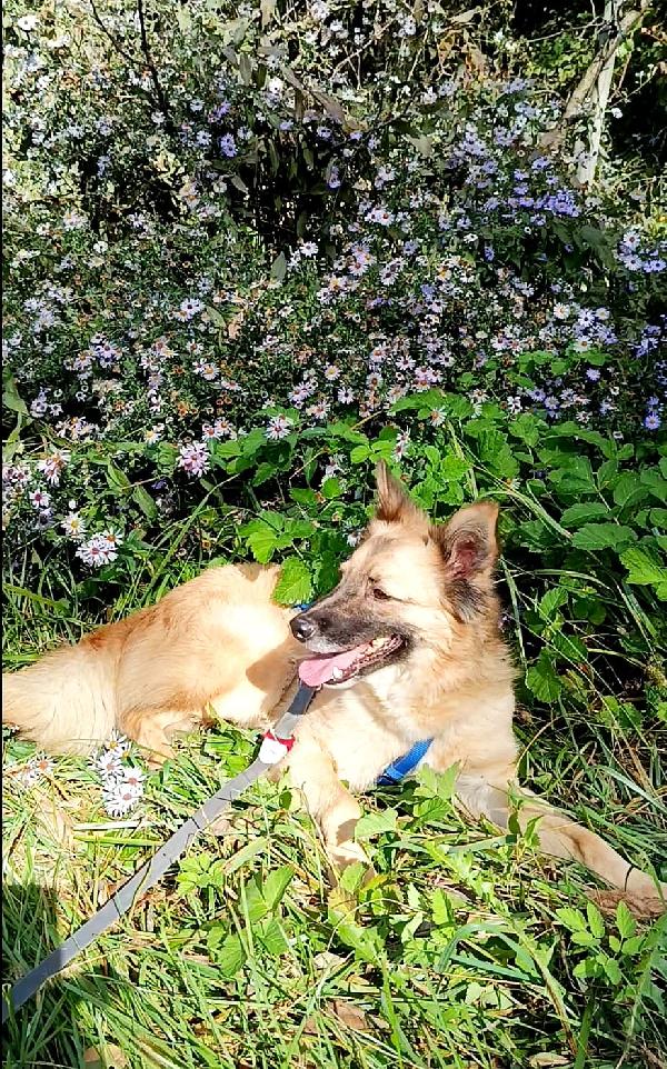 Brando splendido giovane simil volpino cerca famiglia  Foto 4