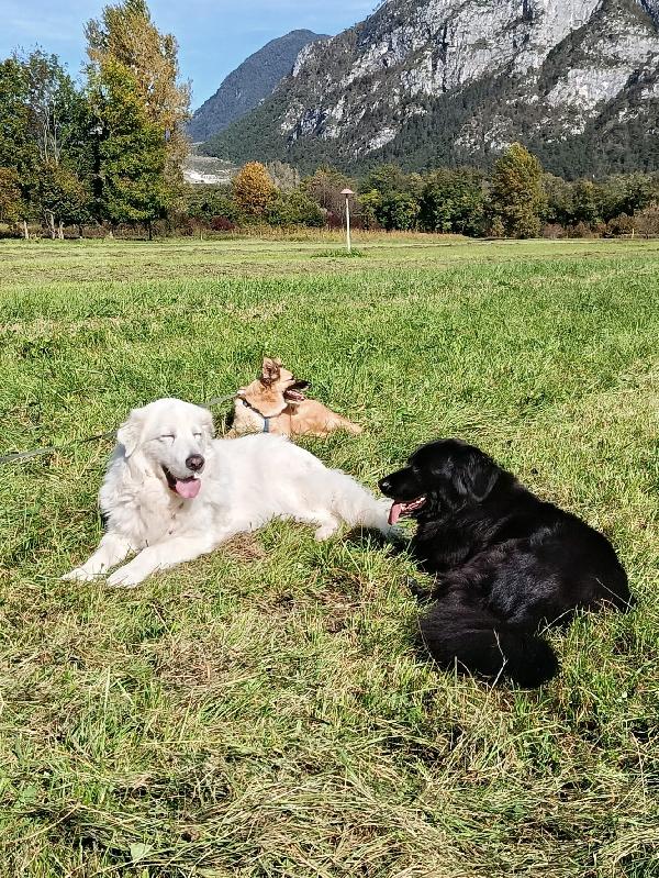 Brando splendido giovane simil volpino cerca famiglia  Foto 5