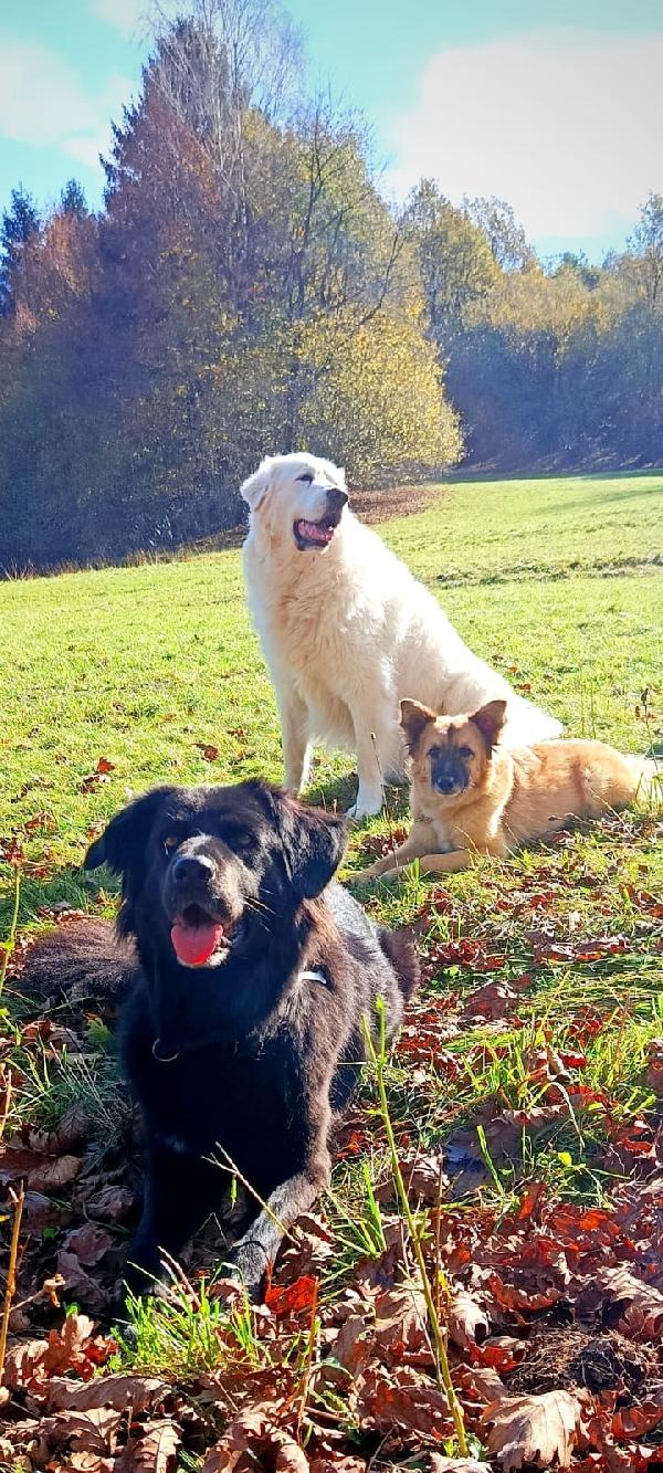 Brando splendido giovane simil volpino cerca famiglia  Foto 6