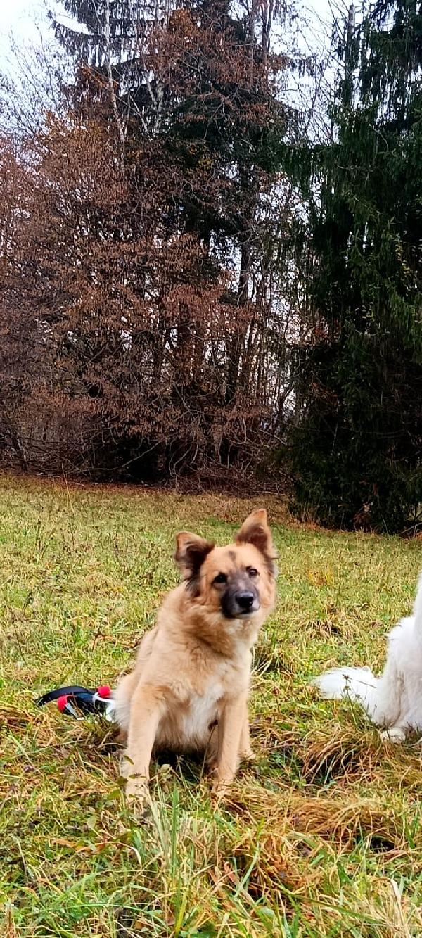 Brando splendido giovane simil volpino cerca famiglia  Foto 7