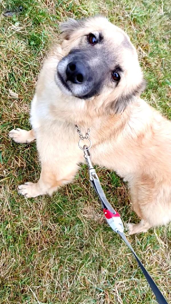 Brando splendido giovane simil volpino cerca famiglia  Foto 8