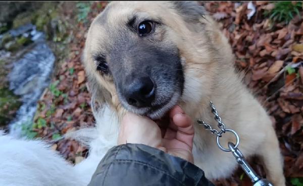 Brando splendido giovane simil volpino cerca famiglia  Foto 9