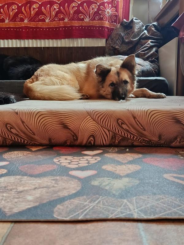 Brando splendido giovane simil volpino cerca famiglia  Foto 10