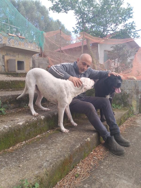 Adozione Di Coppia: Dogo E Cane Corso