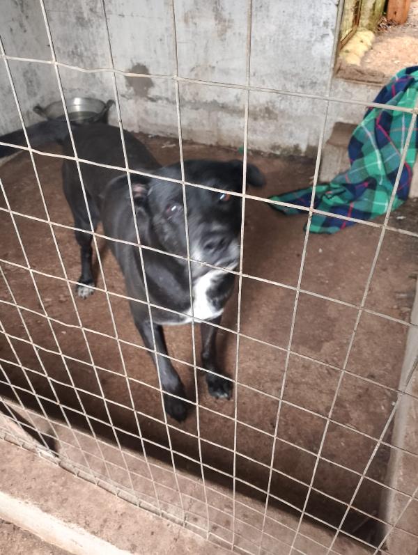 ADOZIONE DI COPPIA: DOGO E CANE CORSO Foto 2