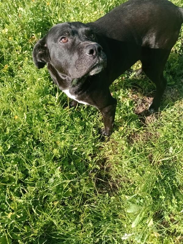 ADOZIONE DI COPPIA: DOGO E CANE CORSO Foto 4