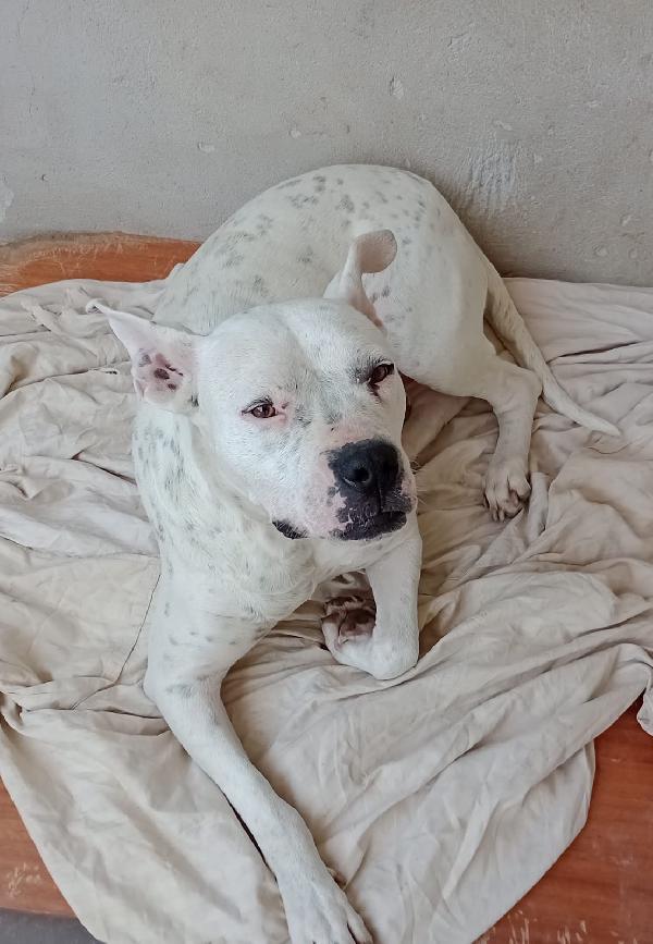 ADOZIONE DI COPPIA: DOGO E CANE CORSO Foto 5