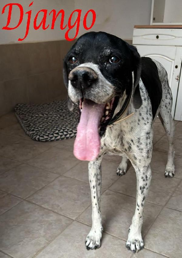 Django Tenerissimo Cane In Adozione!